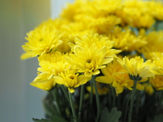 Yellow Gerbera flower beautiful, bright, durable and last a long time