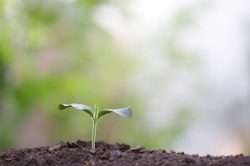 Young green sapling planting with water drop dew
