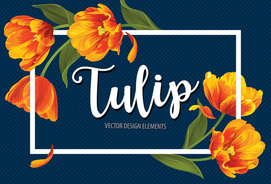 Blooming beautiful orange with yellow tulip flowers on blue background template. Vector set of blooming floral for wedding invitations, greeting card, voucher, brochures and banners design.
