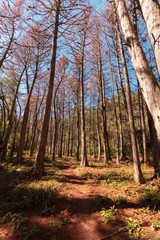 Beautifful view of Red Pine trees in Campos do Jordao, Sao Paulo, Brazil