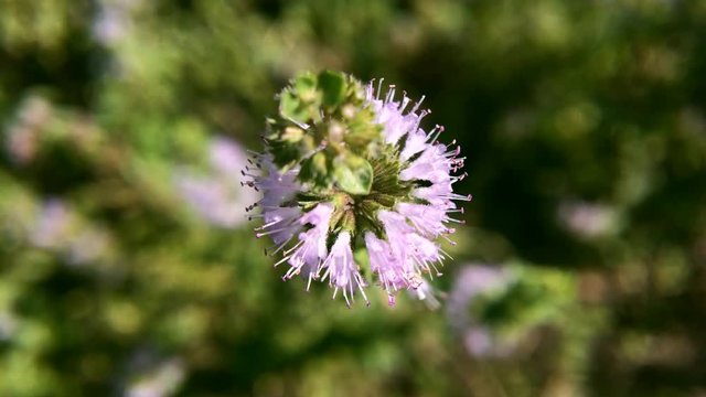 Pennyroyal  Mentha pulegium wild mint. Closeup of medicinal plant on a blurred background. Wild plant grows on a meadow on a sunny, summer day. Green background.