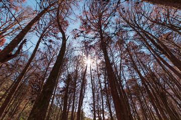Beautifful view of Red Pine trees in Campos do Jordao, Sao Paulo, Brazil