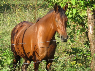 Caballo