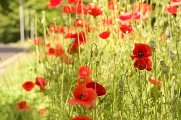 poppies in a field