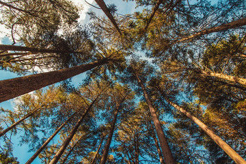 Beautifful view of Araucaria angustifolia trees in Campos do Jordao, Sao Paulo, Brazil