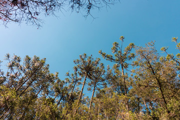 Beautifful view of Araucaria angustifolia trees in Campos do Jordao, Sao Paulo, Brazil