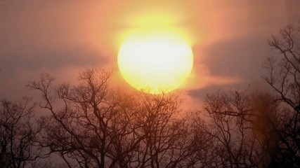 tree in sunset