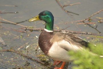 mallard duck on lake