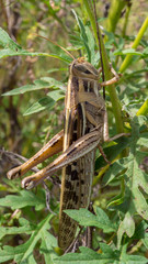 Closeup of a Grasshopper on a plant stem.