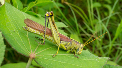 Grasshopper eating a tropical leaf.