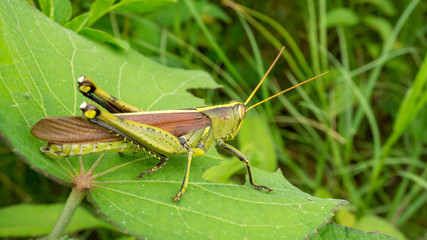 Grasshopper eating a tropical leaf.