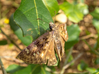 Close up of a moth.