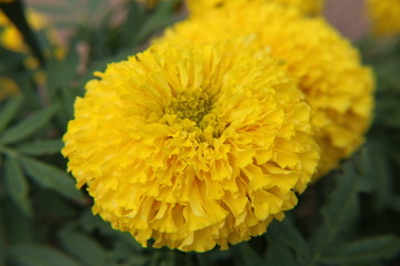  Marigold