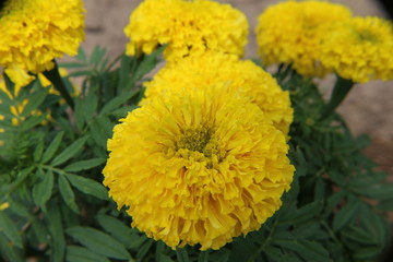  Marigold