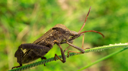 Assassin bug climbing on a vine.