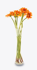 Obraz premium Orange flower in glass vase isolated on white wall background in office, Sweet Spring concept.