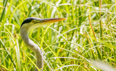 Portrait of a Great Blue Heron in the wild. Concept free-living birds in Germany.
