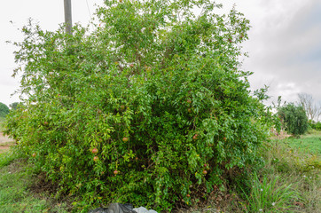 Fototapeta na wymiar Pomegranate Tree With Fruits