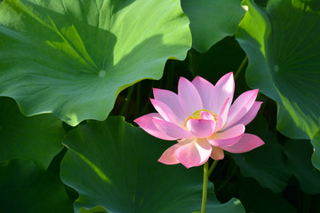 Pink Lotus Flower
