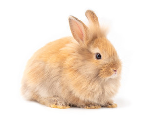Red-brown cute baby rabbit isolated on white background. Lovely action of furry young rabbit.
