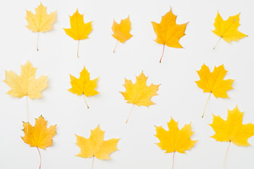 Maple pattern autumn background. Fall yellow leaves arranged on white surface.