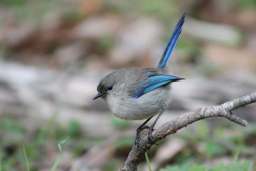 blue jay on branch