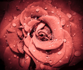 Rose flower head close up. Rose with water drops. Top view, deep focus.