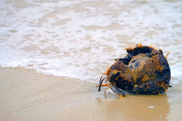 Broken coconut shell on sea beach, hit by water wave and white foam