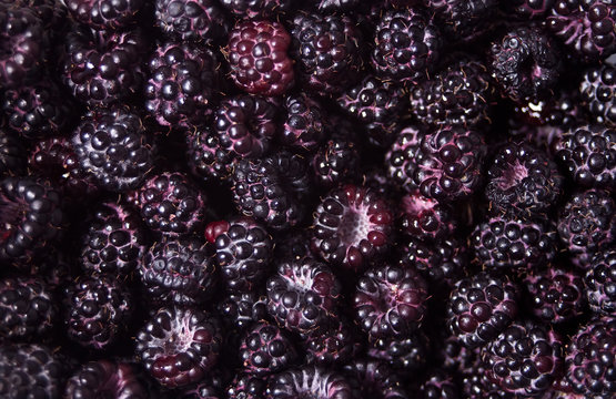 Fresh ripe blackberries as background. Texture pattern