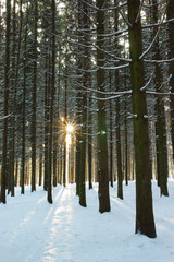 Winter and forest and sun rays