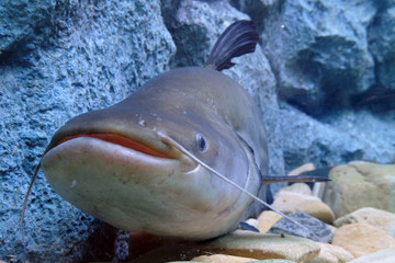 Wallago micropogon, AKA Black sheatfish, aquatic wildlife swimming and smiling in a fish tank