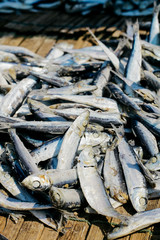 Dried Fish Plantation