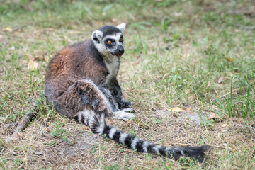 Naklejka na ściany i meble Ring tailed lemur (lemur catta) in the garden