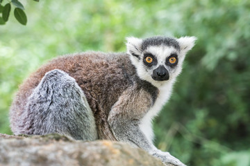 Ring tailed lemur (lemur catta) in the garden © andriano_cz