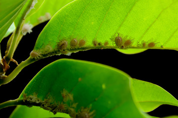 Many mealy bugs caught on the leaves.
