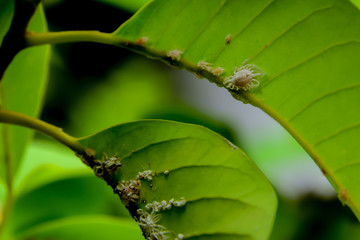 Many mealy bugs caught on the leaves.