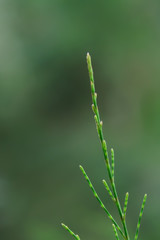 Pine leaves have joints arranged together until very long.