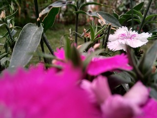 flower in the garden