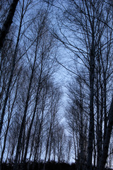 Winter snow birch forest great landscape