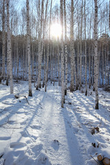 Winter snow birch forest great landscape