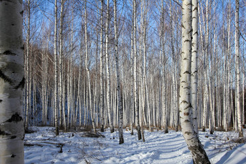 Obraz premium Winter snow birch forest great landscape