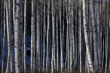 Winter snow birch forest great landscape