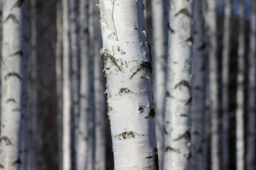 Fototapeta premium Winter snow birch forest great landscape