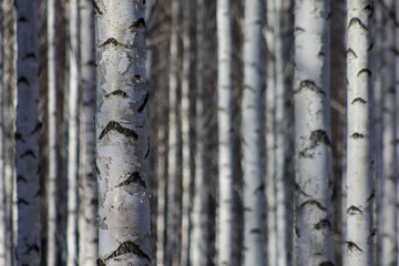 Winter snow birch forest great landscape