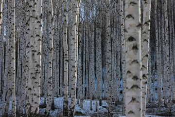 Obraz premium Winter snow birch forest great landscape