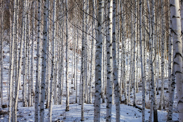Fototapeta na wymiar Winter snow birch forest great landscape