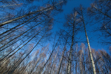 Winter snow birch forest great landscape