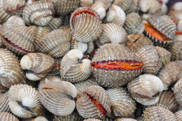 Raw fresh cockle have blood shell be alive from cockle farm at seafood market,scallop,close up,Tegillarca granosa,Appetizer