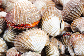 Raw fresh cockle have blood shell be alive from cockle farm at seafood market,scallop,close up,Tegillarca granosa,Appetizer