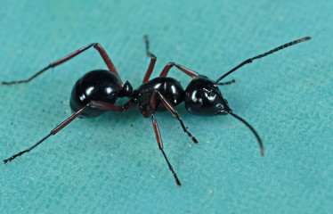 Macro Photo of Black Ant on Green Floor